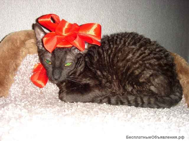 Кудрявая красавица