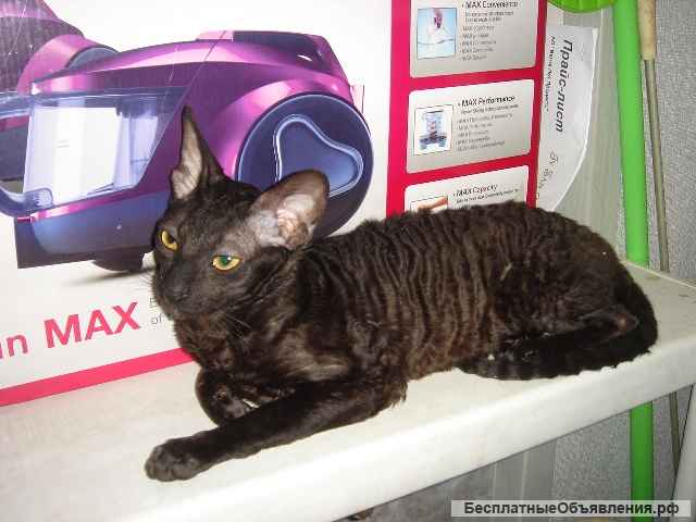 Кудрявая красавица