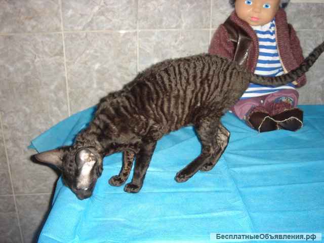 Кудрявая красавица