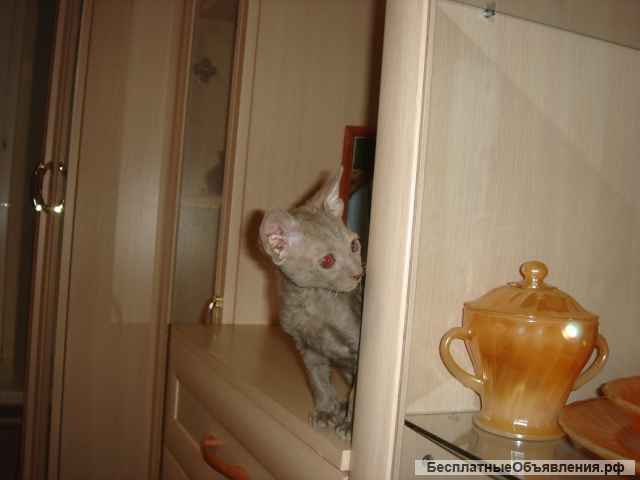 Новогодний кудрявый десант