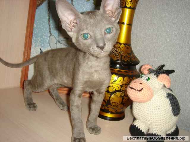 Новогодний кудрявый десант