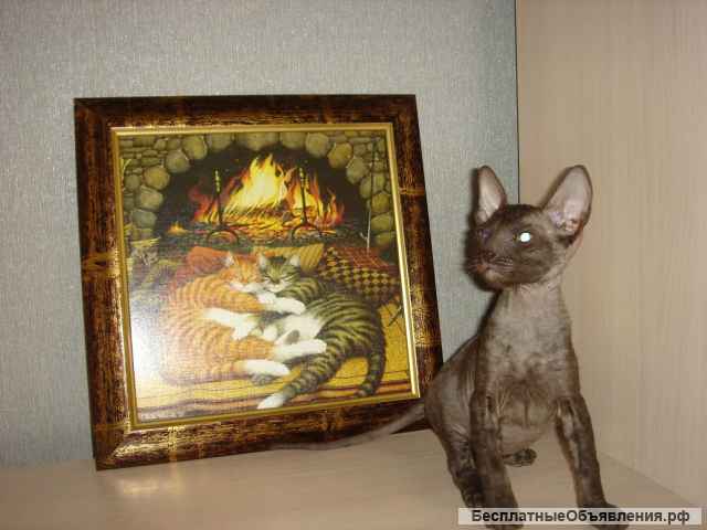 Новогодний кудрявый десант