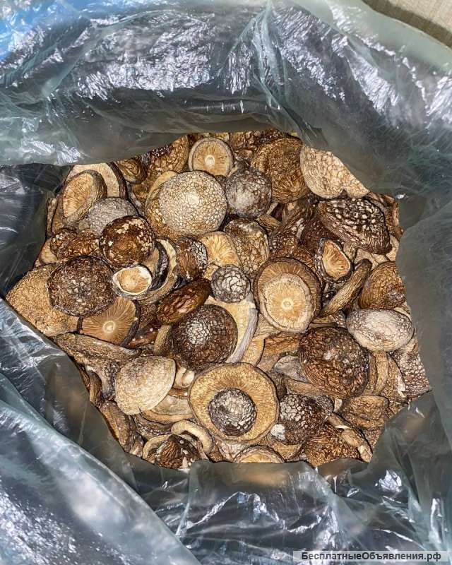 Волшебные грибы