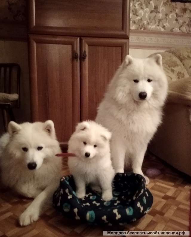 Щенок девочка самоеда