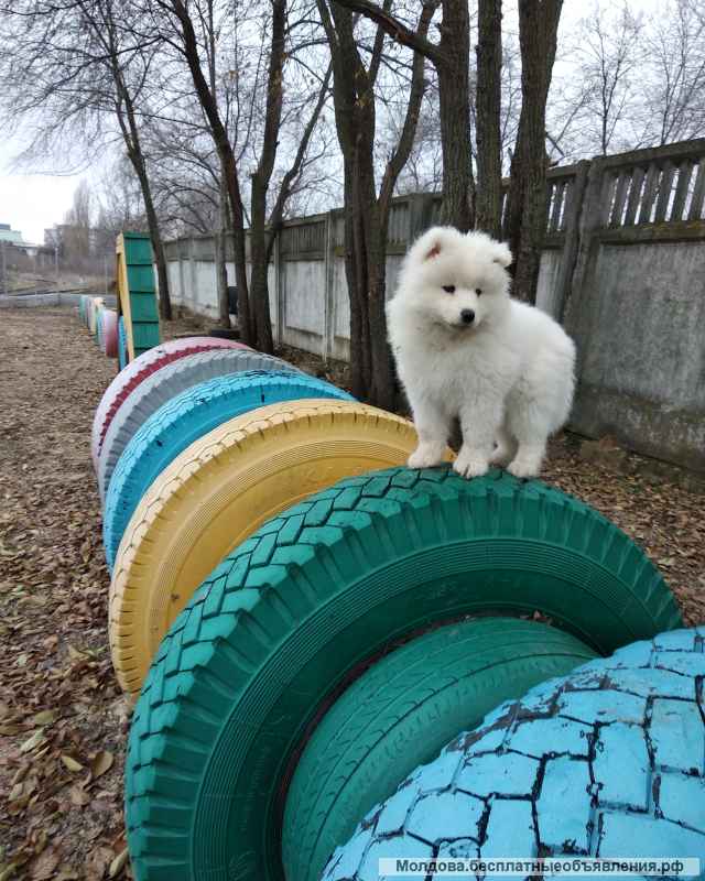 Щенок девочка самоеда