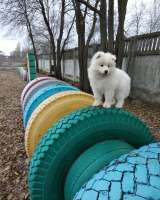 Щенок девочка самоеда