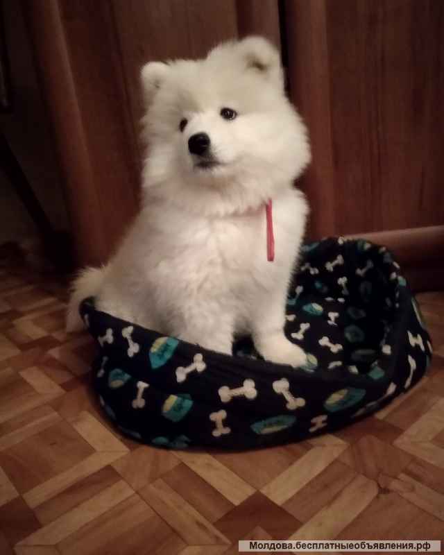 Щенок девочка самоеда