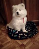 Щенок девочка самоеда