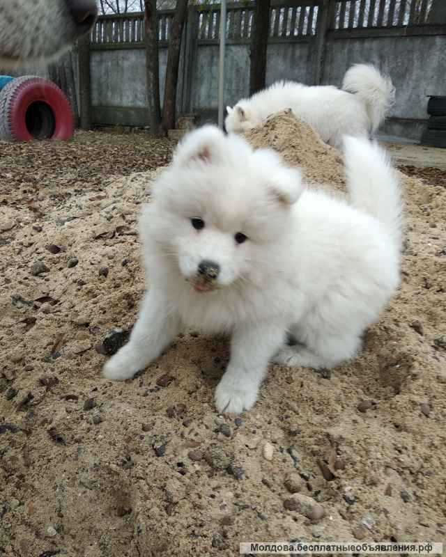 Щенок девочка самоеда
