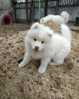 Щенок девочка самоеда