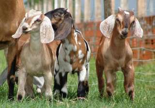 Отдам элитных козлят в хорошие руки