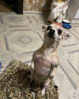 Пропала собака