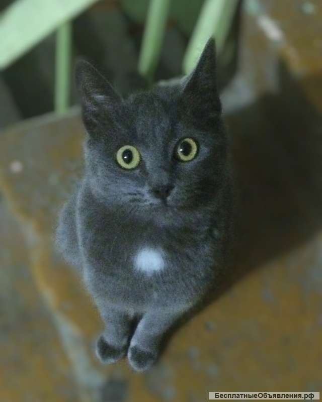 Найден котёнок. Ищу дом, старый или новый