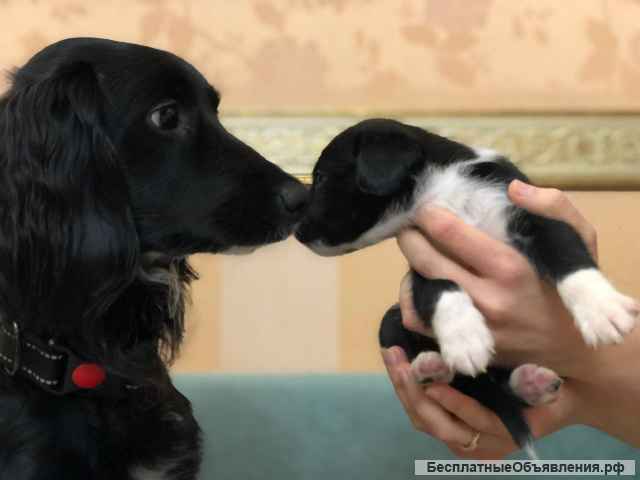 Отдам щенка в добрые руки