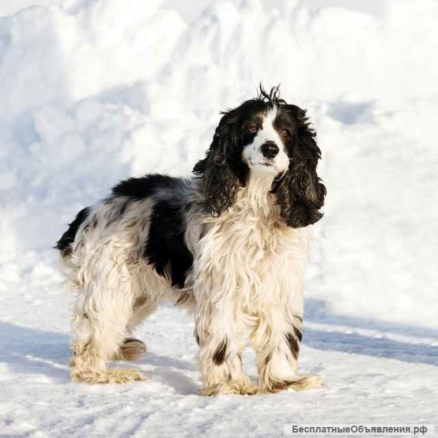Ищет дом красавица русская спаниель Бэла