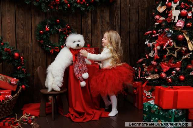 Бишон Фризе