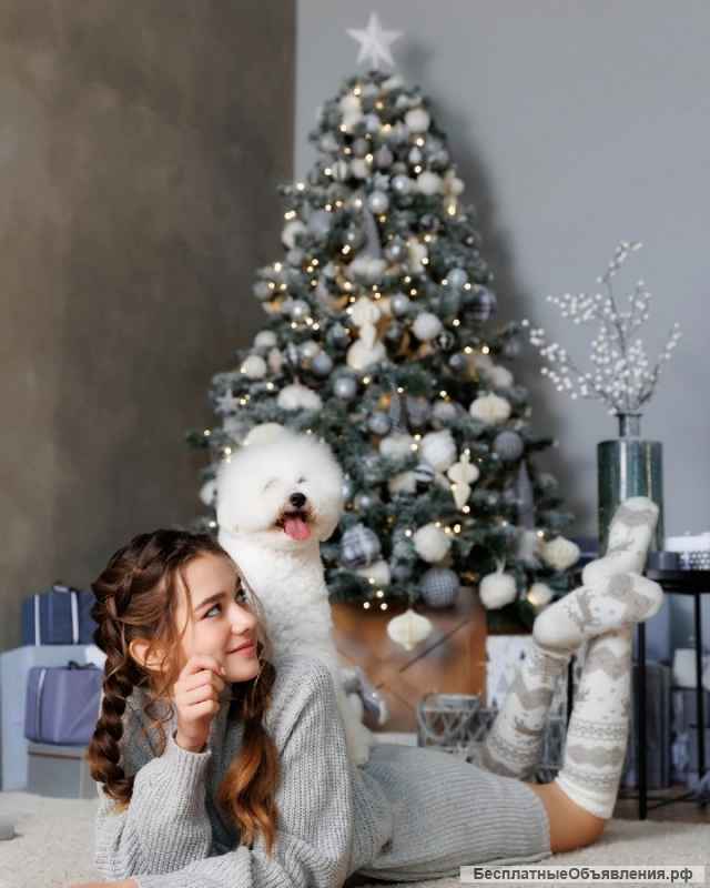 Бишон Фризе