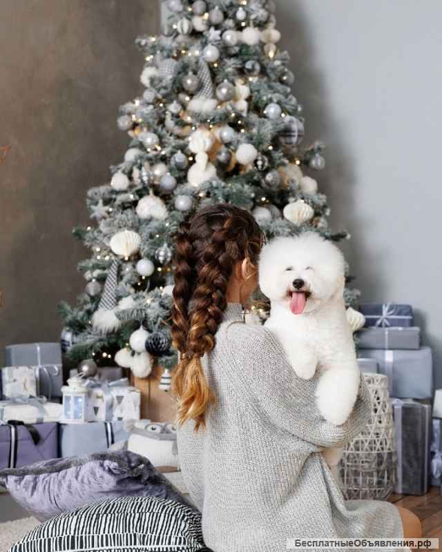 Бишон Фризе