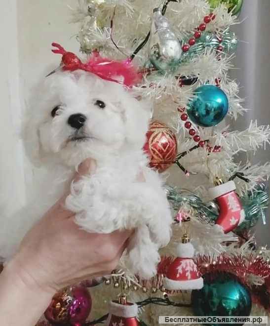 Бишон Фризе