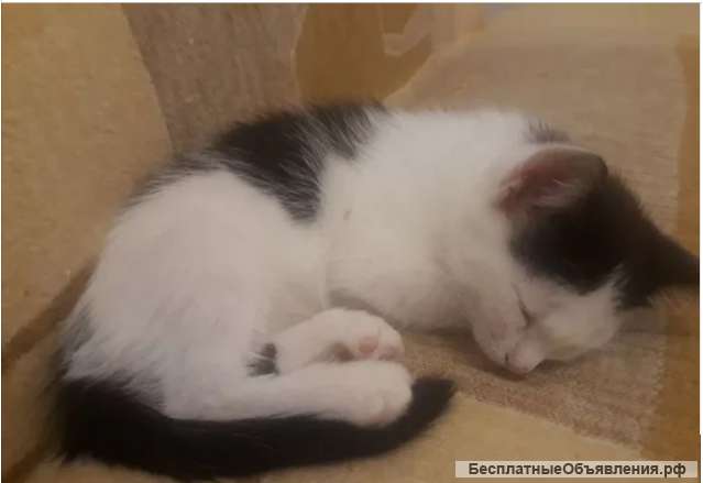 Котята домашние