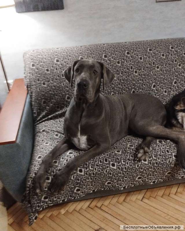 Ищет дом немецкая догиня Кася