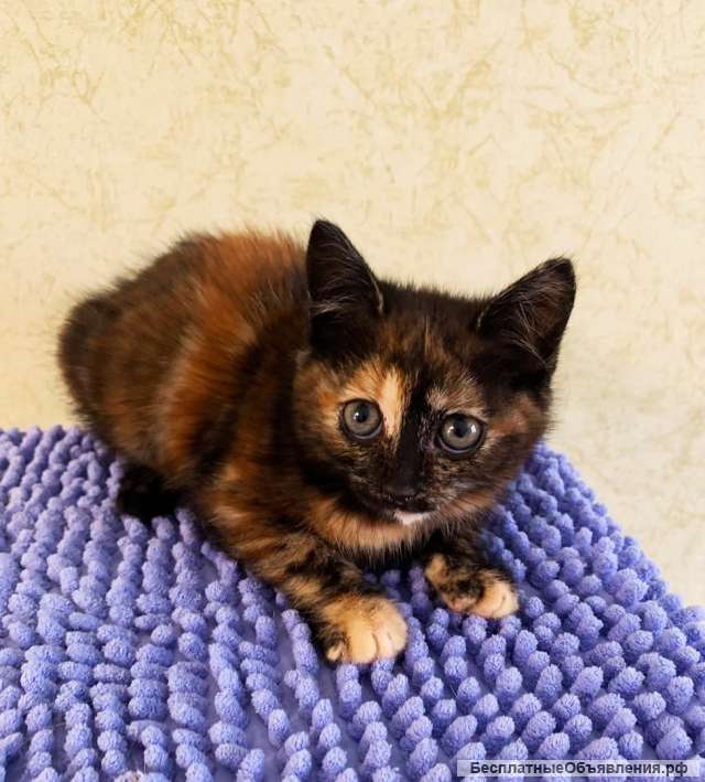 Котенок в дар трехцветное чудо