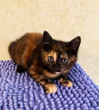 Котенок в дар трехцветное чудо