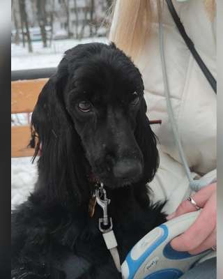 Сама красота и очарование пес Пуфик в добрые руки