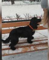 Сама красота и очарование пес Пуфик в добрые руки