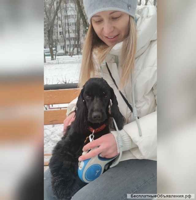 Сама красота и очарование пес Пуфик в добрые руки