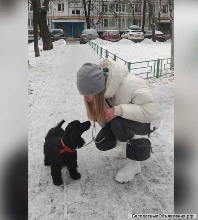 Сама красота и очарование пес Пуфик в добрые руки