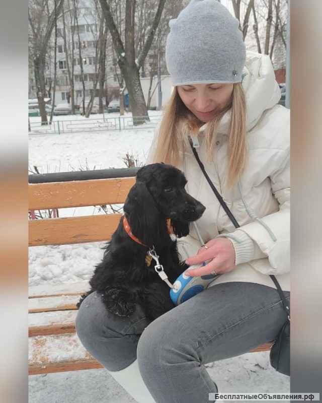 Сама красота и очарование пес Пуфик в добрые руки