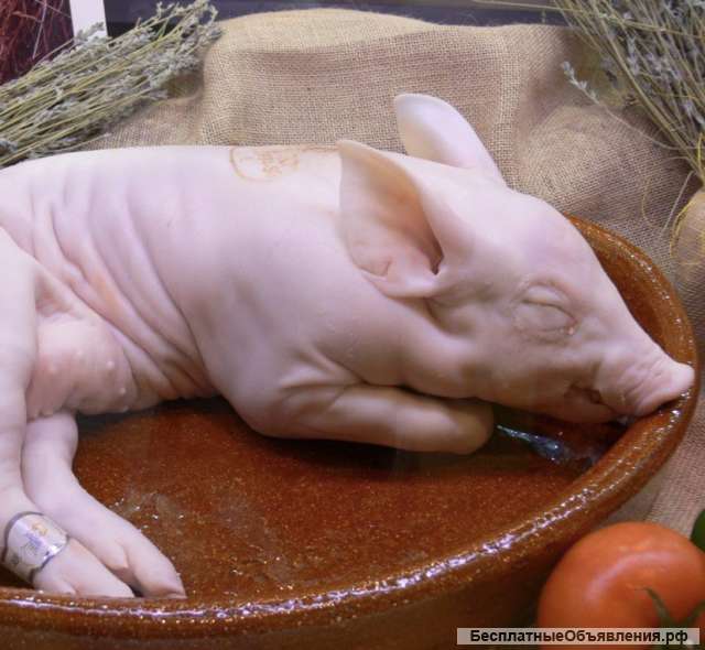 Молочные поросята 1,5-6 кг