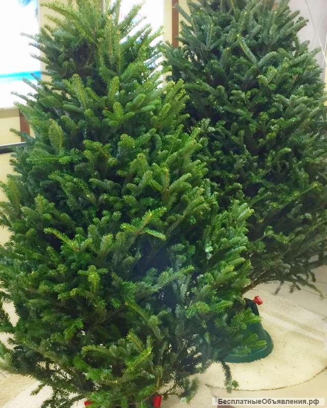 Пихта Фразера и пихта Нордмана новогодние