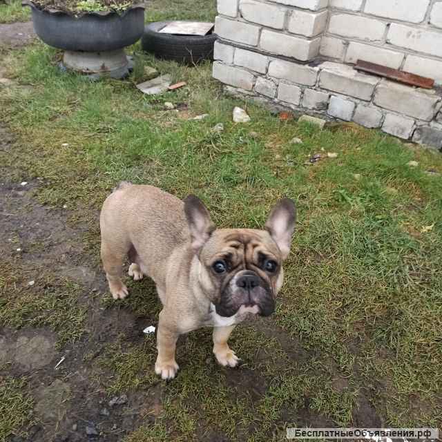 Щенки французского бульдога