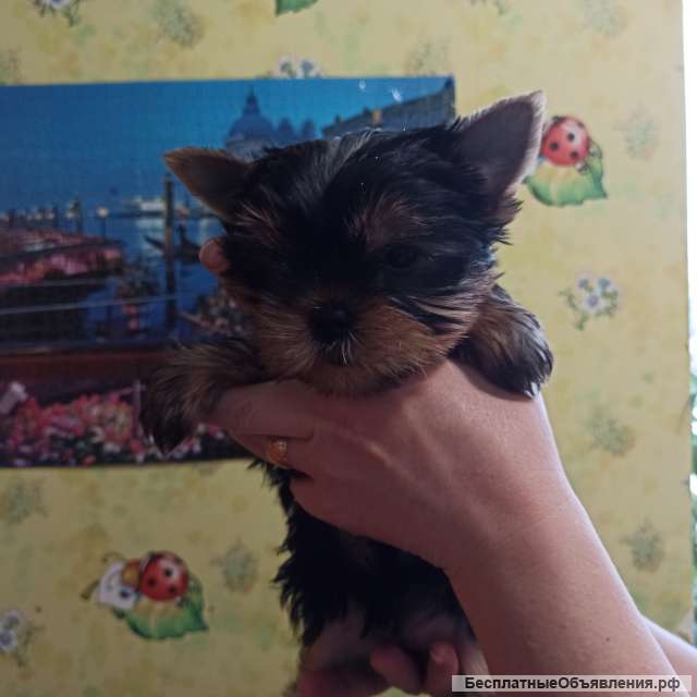 Щенки йоркширского терьера