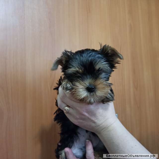 Щенки йоркширского терьера