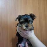 Щенки йоркширского терьера