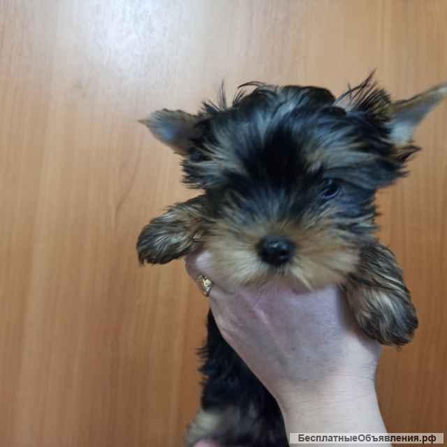 Щенки йоркширского терьера