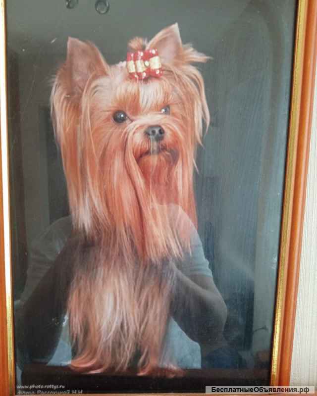 Щенки йоркширского терьера