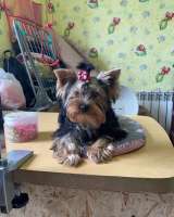 Щенки йоркширского терьера