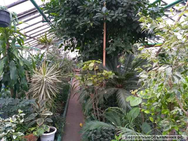 Дополнительные занятия по биологии