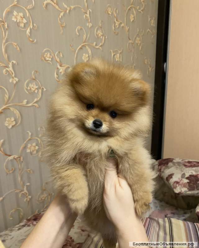 Щенки шпица