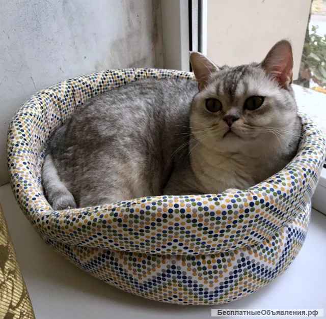 Кот породы Скоттиш-страйт в добрые руки