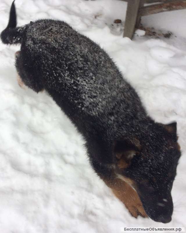 Немецкая Овчарка