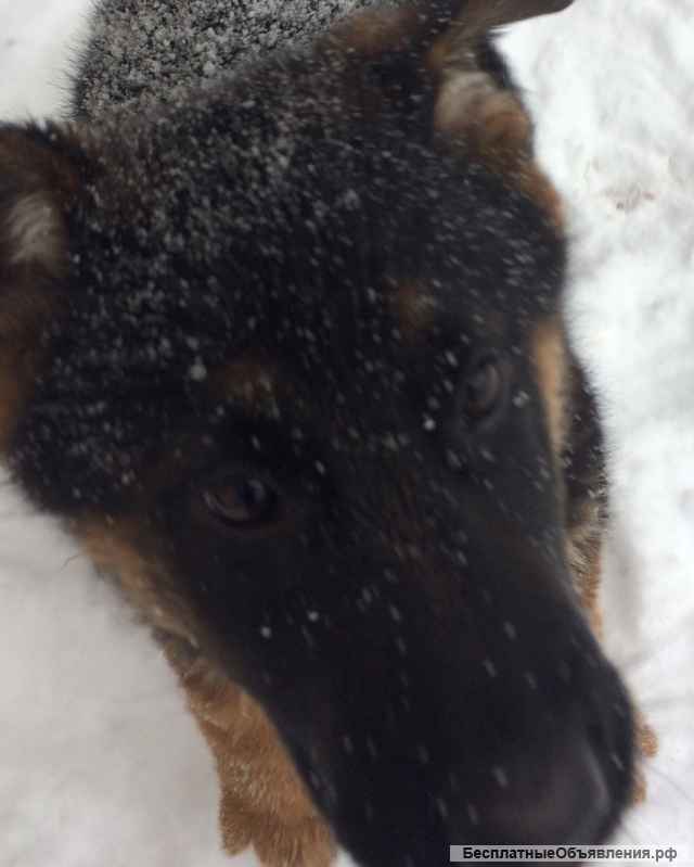 Немецкая Овчарка