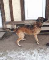 Бимка ищет новый дом