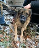 Бимка ищет новый дом