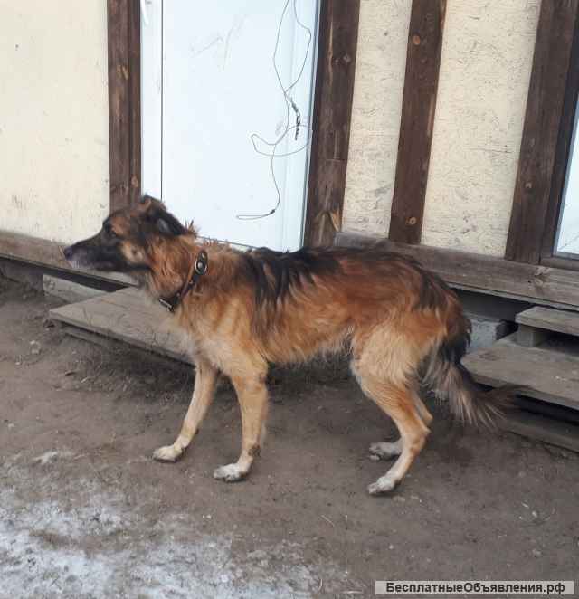 Бимка ищет новый дом