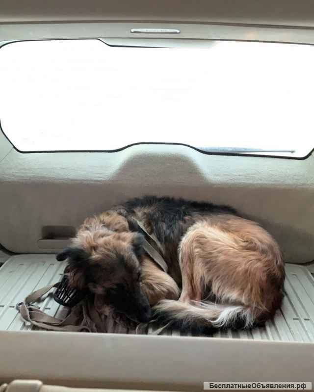 Бимка ищет новый дом